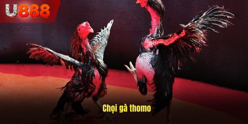 chọi gà thomo